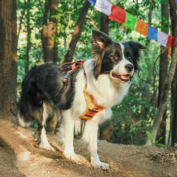 PowerPaws Vest